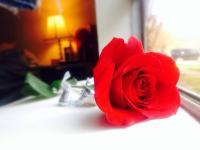 Roses At Home - Digital Camera Photography - By Tabitha Lagodzinski, Soft Photography Artist