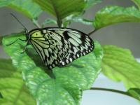 Photography - Butterfly - Digital Camera