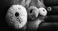 My Photography - Sea Urchins - Digital