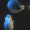 Nautilus Twins - Digital Photograph Photography - By Julianne Fuchs-Musgrave, Nature Photography Artist