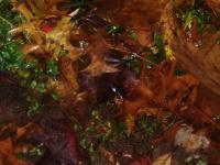 Nature Photography - Wet Autumn Leaves - Digital