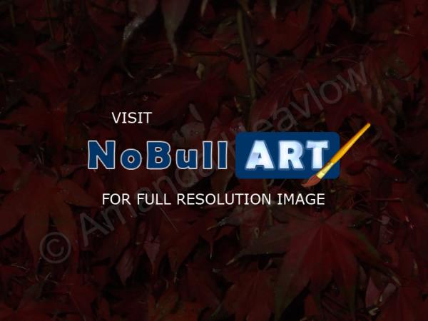 Nature Photography - Japanese Maple No 1 - Digital