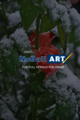 Nature Photography - Winter Blooms - Digital