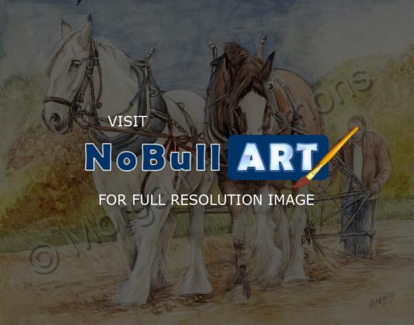 Animals - Shire Horses - Watercolor