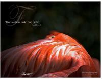 Flamingo - Digital Photography - By Barry Hart, Graphic Posters Photography Artist