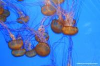 Orange Jellies - Digital Photography - By Barry Hart, Sea Life And Oceans Photography Artist