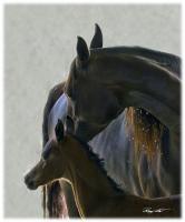 Naughty Baby Star - Digital Photography - By Barry Hart, Horses Photography Artist