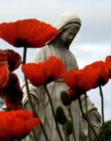 Saint Marys Poppies - Digital Photography - By Barry Hart, Nature Photography Artist