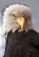Alaskan Eagle - Digital Photography - By Barry Hart, Nature Photography Artist