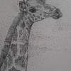 Giraffe - Pen Drawings - By Betty Akinyi, Stippling Using A Catographic  Drawing Artist