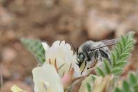 Bee 2 - Digital Photography - By John Anderson, Nature Photography Artist