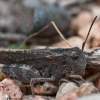 Grasshopper - Digital Photography - By John Anderson, Nature Photography Artist