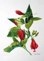 Firecracker Hibiscus - Watercolour Paintings - By Julia Patience, Realism Painting Artist