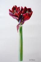 Red Hippeastrum - Watercolour Paintings - By Julia Patience, Realism Painting Artist