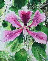 Pink Bauhinia - Watercolour Paintings - By Julia Patience, Realism Painting Artist