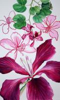 Flower Paintings - Studies Of Bauhinia - Watercolour