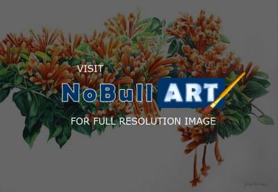Flower Paintings - Firecracker Vine - Watercolour
