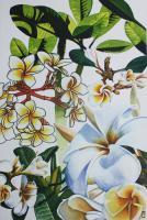 Studies Of Frangipani - Watercolour And Ink Paintings - By Julia Patience, Realism Painting Artist