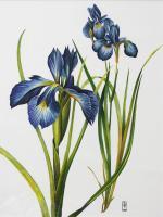 Flower Paintings - Blue Irises - Acrylic Ink