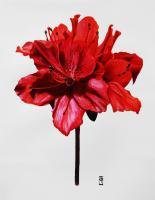 Flower Paintings - Red Azalea - Watercolour