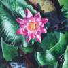 Pink Waterlily - Watercolour And Ink Paintings - By Julia Patience, Realism Painting Artist
