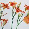 Orange Daylillies - Watercolour And Ink Paintings - By Julia Patience, Realism Painting Artist