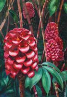 Wild Red Ginger - Watercolour And Ink Paintings - By Julia Patience, Realism Painting Artist