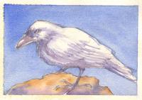 Study For White Crow - Watercolor Paintings - By Lily Limtiaco, Illustration Painting Artist