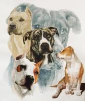 American Staffordshire Terrier - Watercolor Enhanced Colored Pe Mixed Media - By Barbara Keith, Realism Mixed Media Artist
