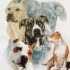 American Staffordshire Terrier - Watercolor Enhanced Colored Pe Mixed Media - By Barbara Keith, Realism Mixed Media Artist