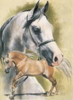 Anglo-Arabian Horse - Watercolor Enhanced Colored Pe Mixed Media - By Barbara Keith, Realism Mixed Media Artist
