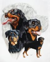 Rottweiler - Watercolor Enhanced Colored Pe Mixed Media - By Barbara Keith, Realism Mixed Media Artist