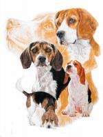 Beagle With Ghost Image - Watercolor Enhanced Colored Pe Mixed Media - By Barbara Keith, Realism Mixed Media Artist
