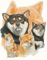 Shiba Inu With Ghost Image - Watercolor Enhanced Colored Pe Mixed Media - By Barbara Keith, Realism Mixed Media Artist