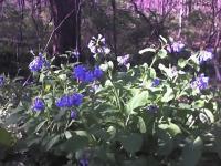 Wildflowers - Virginia Bluebells - Color Photography