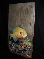Bluegill - Acrylic Painting Paintings - By Travis Mullins, Realistic Painting Artist