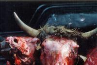 Cattlegrind No5 - Photography Photography - By Travis Mullins, Horror Photography Artist
