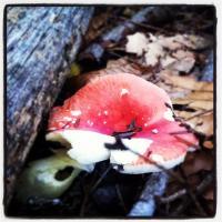 Shroom Series No1 - Photos Photography - By Richie Anderson, Photos Photography Artist