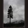 Lone Pine At Mt Shasta - Digital Photography - By Georg Von Muldau, Digital Photography Artist
