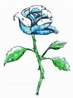 Blue Rose - Photoshop Drawings - By Liberty Leviner, Pencil Drawing Artist