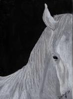 White Horse - Colored Pencil Drawings - By Emily Dewbre-Young, Traditional Drawing Artist