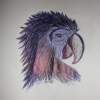 Parrot - Ink Pen Drawings - By Sara Sheehan, Shading Drawing Artist