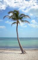 Palm Tree At The Beach - Digital Photography - By Aura 2000, Nature Photography Artist