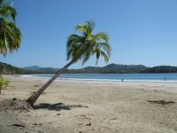 Costa Rica - Palm Tree At The Beach In Costa Rica - Digital