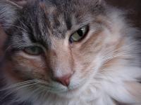 Cat Portrait - Digital Photography - By Aura 2000, Animal Photography Artist