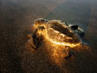 Baby Turtle - Digital Photography - By Aura 2000, Animal Photography Artist
