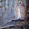 Wise Old Owl - Acrylic On Canvas Paintings - By Judy Kirouac, Realism Painting Artist