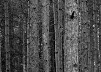 Lost In The Woods - Digital Photography - By Eric Brownell, Nature Photography Artist