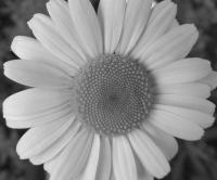 Daisy - Digital Photography - By Eric Brownell, Nature Photography Artist