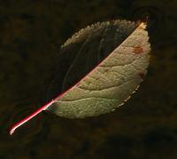 Still Leaf - Digital Photography - By Eric Brownell, Nature Photography Artist